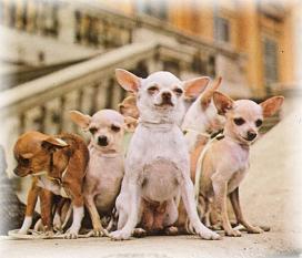 G till Chihuahua sidan