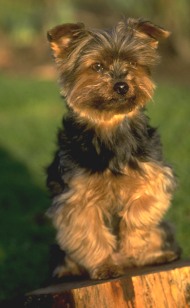 G Yorkshire Terrier sidan